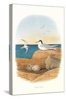 Least Tern and Eggs-null-Stretched Canvas