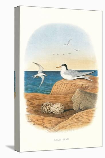 Least Tern and Eggs-null-Stretched Canvas
