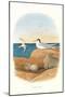 Least Tern and Eggs-null-Mounted Art Print
