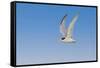 Least Tern flying, South Padre Island, Texas-Adam Jones-Framed Stretched Canvas