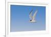 Least Tern flying, South Padre Island, Texas-Adam Jones-Framed Photographic Print