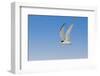 Least Tern flying, South Padre Island, Texas-Adam Jones-Framed Photographic Print