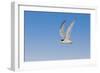 Least Tern flying, South Padre Island, Texas-Adam Jones-Framed Photographic Print