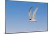 Least Tern flying, South Padre Island, Texas-Adam Jones-Mounted Photographic Print