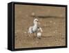 Least Tern young tern calling, Port Isabel, Laguna Madre, Texas, USA-Rolf Nussbaumer-Framed Stretched Canvas