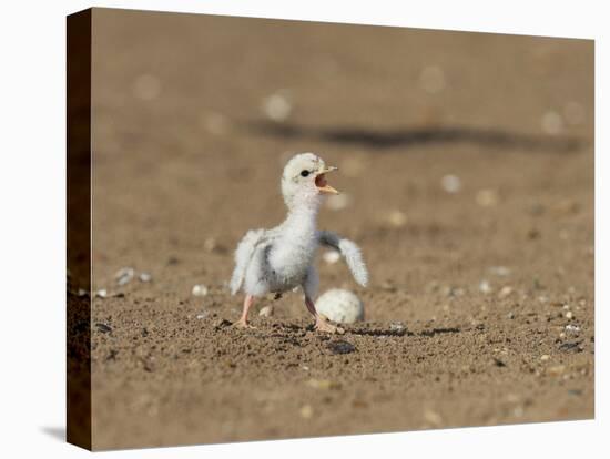 Least Tern young tern calling, Port Isabel, Laguna Madre, Texas, USA-Rolf Nussbaumer-Stretched Canvas