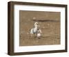 Least Tern young tern calling, Port Isabel, Laguna Madre, Texas, USA-Rolf Nussbaumer-Framed Photographic Print