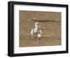 Least Tern young tern calling, Port Isabel, Laguna Madre, Texas, USA-Rolf Nussbaumer-Framed Photographic Print