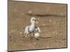 Least Tern young tern calling, Port Isabel, Laguna Madre, Texas, USA-Rolf Nussbaumer-Mounted Photographic Print