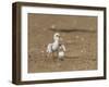 Least Tern young tern calling, Port Isabel, Laguna Madre, Texas, USA-Rolf Nussbaumer-Framed Photographic Print