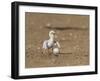 Least Tern young tern calling, Port Isabel, Laguna Madre, Texas, USA-Rolf Nussbaumer-Framed Photographic Print