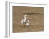 Least Tern young tern calling, Port Isabel, Laguna Madre, Texas, USA-Rolf Nussbaumer-Framed Photographic Print