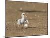 Least Tern young tern calling, Port Isabel, Laguna Madre, Texas, USA-Rolf Nussbaumer-Mounted Photographic Print