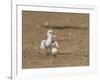 Least Tern young tern calling, Port Isabel, Laguna Madre, Texas, USA-Rolf Nussbaumer-Framed Photographic Print