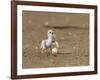 Least Tern young tern calling, Port Isabel, Laguna Madre, Texas, USA-Rolf Nussbaumer-Framed Photographic Print