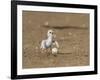 Least Tern young tern calling, Port Isabel, Laguna Madre, Texas, USA-Rolf Nussbaumer-Framed Photographic Print