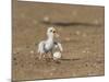 Least Tern young tern calling, Port Isabel, Laguna Madre, Texas, USA-Rolf Nussbaumer-Mounted Photographic Print