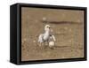 Least Tern young tern calling, Port Isabel, Laguna Madre, Texas, USA-Rolf Nussbaumer-Framed Stretched Canvas