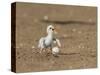 Least Tern young tern calling, Port Isabel, Laguna Madre, Texas, USA-Rolf Nussbaumer-Stretched Canvas