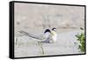 Least Tern-Gary Carter-Framed Stretched Canvas