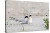 Least Tern-Gary Carter-Stretched Canvas