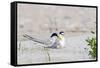 Least Tern-Gary Carter-Framed Stretched Canvas