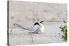 Least Tern-Gary Carter-Stretched Canvas