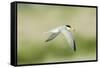 Least Tern-Gary Carter-Framed Stretched Canvas