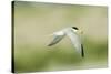 Least Tern-Gary Carter-Stretched Canvas