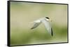 Least Tern-Gary Carter-Framed Stretched Canvas