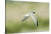 Least Tern-Gary Carter-Stretched Canvas