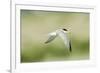 Least Tern-Gary Carter-Framed Photographic Print