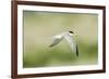 Least Tern-Gary Carter-Framed Photographic Print