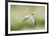 Least Tern-Gary Carter-Framed Photographic Print