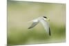 Least Tern-Gary Carter-Mounted Photographic Print