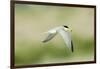 Least Tern-Gary Carter-Framed Photographic Print