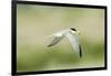 Least Tern-Gary Carter-Framed Photographic Print