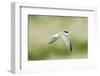 Least Tern-Gary Carter-Framed Photographic Print