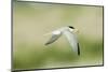 Least Tern-Gary Carter-Mounted Photographic Print