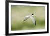 Least Tern-Gary Carter-Framed Photographic Print