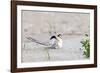 Least Tern-Gary Carter-Framed Photographic Print