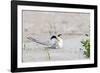 Least Tern-Gary Carter-Framed Photographic Print