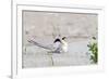 Least Tern-Gary Carter-Framed Photographic Print