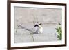 Least Tern-Gary Carter-Framed Photographic Print