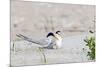 Least Tern-Gary Carter-Mounted Photographic Print