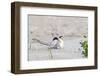 Least Tern-Gary Carter-Framed Photographic Print