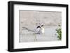 Least Tern-Gary Carter-Framed Photographic Print