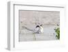 Least Tern-Gary Carter-Framed Photographic Print