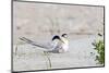 Least Tern-Gary Carter-Mounted Photographic Print