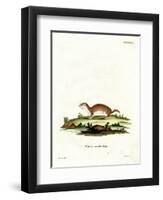 Least Weasel-null-Framed Premium Giclee Print